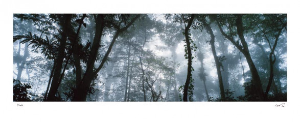 Selva Nublada